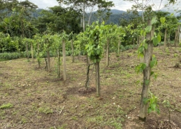 Un-Paso-Adelante-Step-Forward-Foundation-Ecuador-IMG_5724