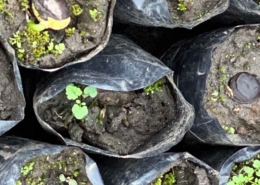 Un-Paso-Adelante-Step-Forward-Foundation-Ecuador-economic development 1