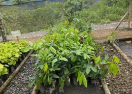 Un-Paso-Adelante-Step-Forward-Foundation-Ecuador-economic development 2